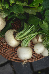 fresh turnips in the basket