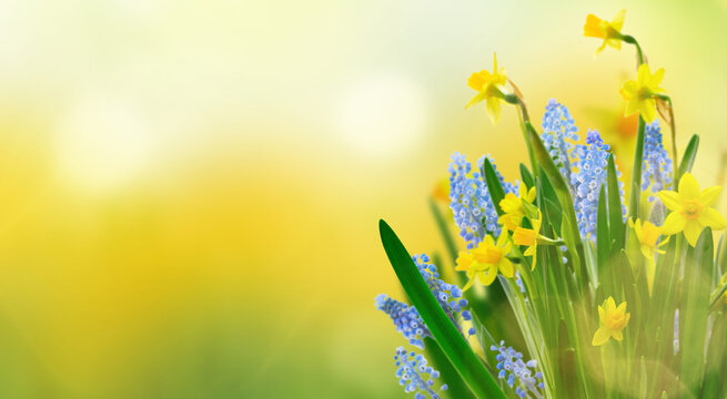 Yellow daffodil and bluebells flowers over green spring background with copy space