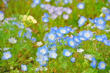 ネモフィラ・花/Flower Nemophila