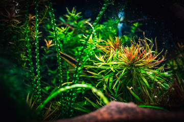 view on my beautifull aquarium