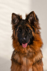 portrait of a long-haired german shepherd in front of a white background