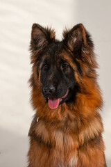 portrait of a long-haired german shepherd in front of a white background