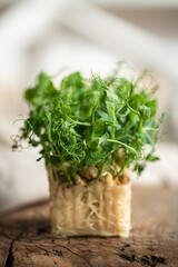 Fototapeta premium Green pea microgreen leaves