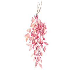 Watercolor illustration, a sprig of pink acacia, flowers.