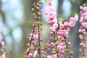 Pink charming flowers 