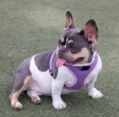 9-Months-Old Lilac Grey Tan White Pied Female Frenchie Sitting and Looking Away. Off-leash dog park in Northern California. - obrazy, fototapety, plakaty