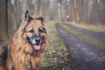 Pies wyprowadzany na spacer do lasu, owczarek niemiecki w lesie