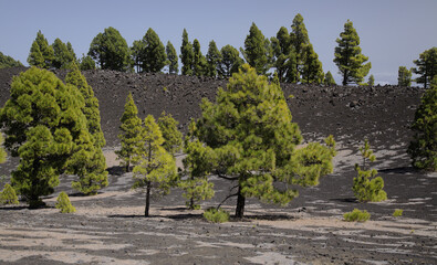 Fototapeta na wymiar La Palma, landscapes along the long-range popular hiking route Ruta de Los Volcanes, southern part of the route in Fuencaliente de La Palma municipality, Canary Pines
