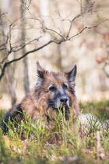 Owczarek niemiecki odpoczywa na spacerze w lesie