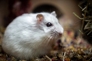 dsungarian hamster