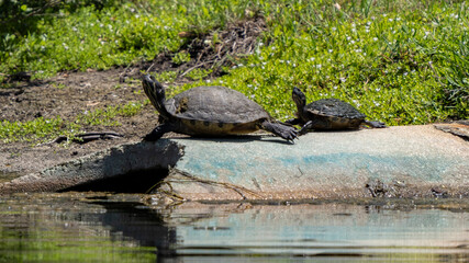 slider turtle sunbathing at the edge of the pond