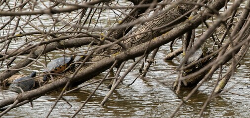 small water turtles hiding between tree branches at a lake in a park