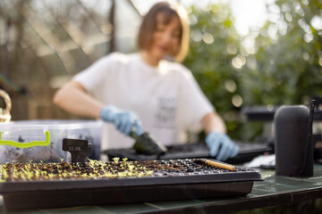 Young woman filling seedling trays with a soil, sowing flower seeds at backyard. Tray with green sprouts in front. Concept of a hobby or small business of growing flowers.