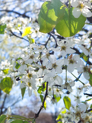 White flowers on a blooming tree