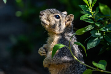 Squirrels posing for photos and raiding feeders