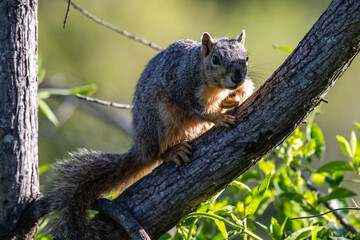 Squirrels posing for photos and raiding feeders