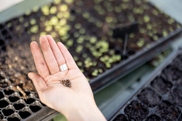 Gardener sowing seeds into seedling trays, while sitting by the table outdoors, close-up