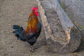 Krähender Hahn mit Henne