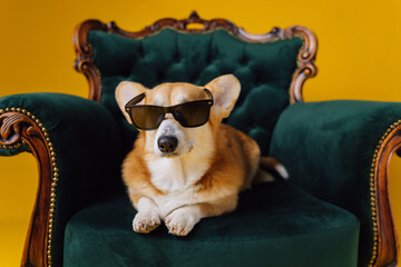Funny cute Welsh Corgi Pembroke in eyeglasses lying on royal chair on yellow studio background. Most popular breed of Dog