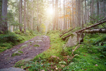 Very beautiful forest. Picturesque place in wood. Beautiful autumn forest