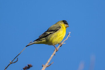 Lesser Goldfinch in trees and at feeder