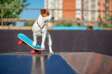 Jack russel terrier ready to skate on the skateboard ©  Tatyana Kalmatsuy