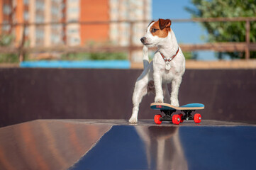 Jack russel terrier standing on the skateboard in the skatepark