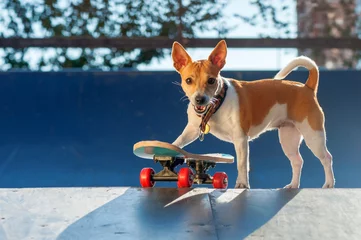 Tuinposter Funny little dog with the skateboard ©  Tatyana Kalmatsuy