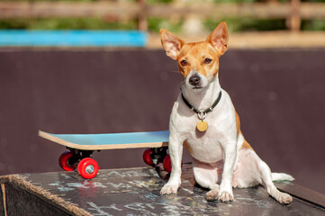 Pretty small dog taking rest with its skateboard outdoors