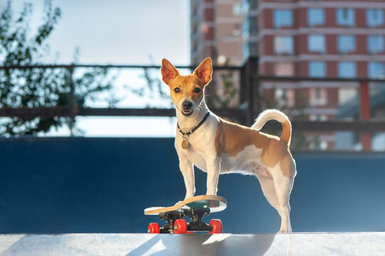 Pretty jack russel terrier at the skatepark in the sunny morning