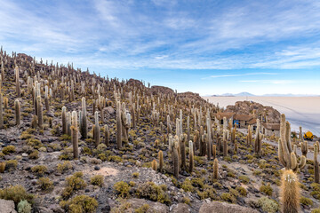 Cactus island in the salar de uyuni in the bolivian altiplano