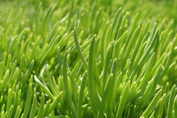 Fototapeta na wymiar Natural green grass plants in spring. Cover page greenery. Environment ecology wallpaper. Spring background. Abstract green background. Pattern textured background. Screensaver to phone computer. 