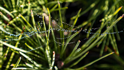 rocío en la telaraña resplandor del sol en gotas de agua