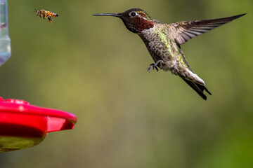 Hummingbird at the feeder with the bees