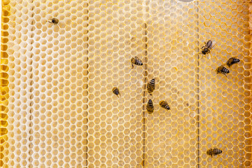 Honey on a frame with fresh wax. Bees steal honey from combs on wooden frames