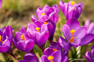 Krokusy oznaki wiosny kwiaty