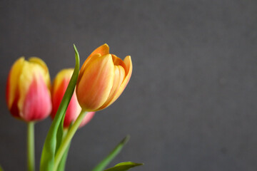 Tulipany na ciemnym tle oznaka wiosny  - obrazy, fototapety, plakaty