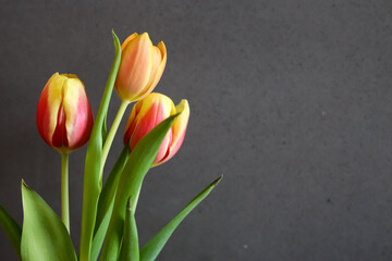 Tulipany na ciemnym tle oznaka wiosny  - obrazy, fototapety, plakaty