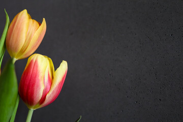 Fototapeta premium Tulipany na ciemnym tle oznaka wiosny 