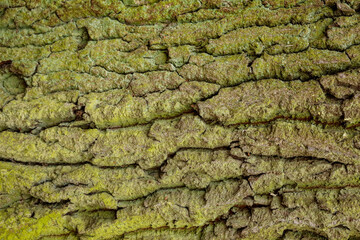 Naturalna tapeta kora drzewo  © MR. Stanek