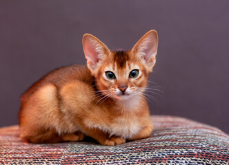 Portrait of a cute little Abyssinian kitten with big ears. A beautiful purebred shorthair cat. Happy adorable pets