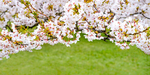 Pink fresh sakura flowers on the branches on the background of a green lawn, grass. Pink cherry tree flowers. Cherry blossom concept, nature, spring mood. Cherry forest, park, front view