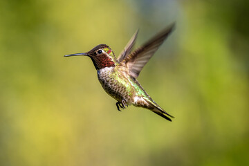 Fototapeta na wymiar Anna and Roufis hummingbird