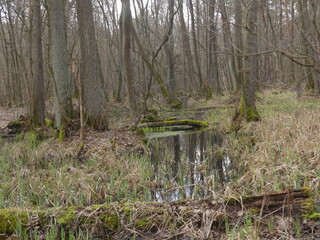 swamps in the Kampinos forest