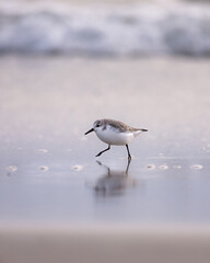 Small sanderling wading seabird (Calidris alba) looking for food as the tide recedes on the beach - Long Island New York