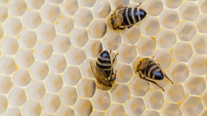 Bees collect honey from honeycombs on wooden frames. Honey is a real masterpiece of nature, which has a great taste and many beneficial properties for health