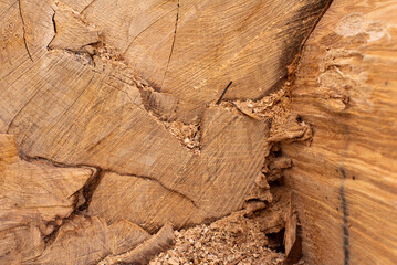 Close up of old wooden cut texture