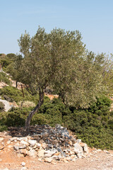 Olivenbaum auf Olivenhain in mediterraner Landschaft von Griechenland