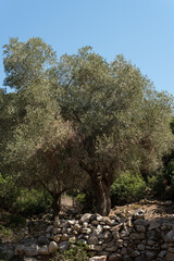 Olivenbaum auf Olivenhain in mediterraner Landschaft von Griechenland