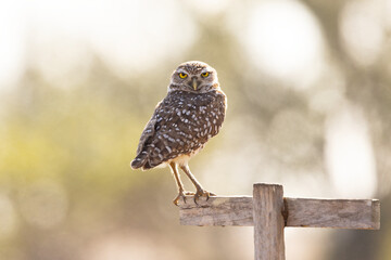 An adorable burrowing owl (Athene cunicularia) in Cape Coral, Florida